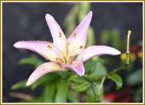 we bloom_DSC6214.jpg