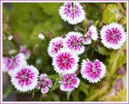 small whitepurple_DSC6200.jpg