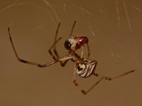 Spider2.jpg
