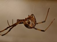 Spider3.jpg