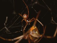 Spider6.jpg