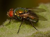 Fly2.jpg