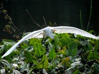 DSCN9732.jpg