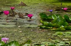 lotus-flowewrs-1.jpg