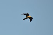 DSC_4648.jpg