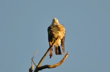 DSC_4619.jpg