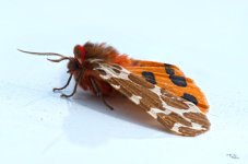 Great Tiger (Arctia caja) 2.JPG