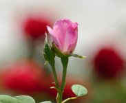 DSC_5649.jpg
