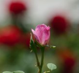 DSC_5652.jpg