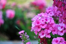 DSC_0365 S.jpg