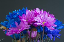 D7100 #3 Flowers_015.jpg