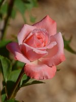 Rose2.jpg