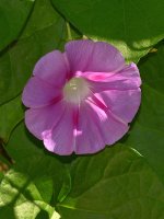 MorningGlory.jpg