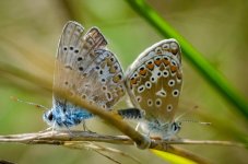 20140727-icarus blues.jpg