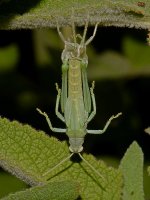 Molting2.jpg
