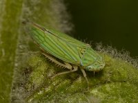 Beetle4.jpg
