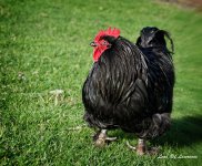 Head Chook LOL.jpg