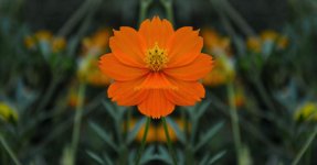 Bokeh2.jpg