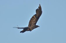 DSC_4733.jpg