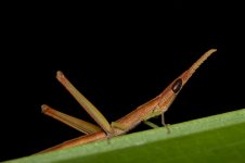 DSC_6452.jpg