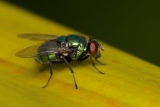 DSC_6454.jpg