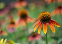 _DSC3884.jpg