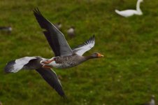 DSC_0108.jpg