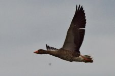 DSC_0110.jpg