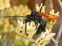 Wasp5.jpg