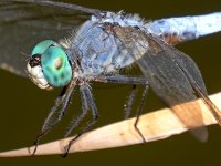 Dragonfly3.jpg