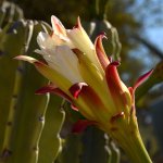CactusFlower2.jpg