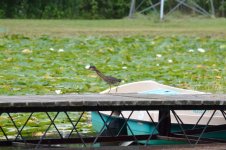 DSC_0278.jpg