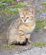 Kitten.jpg