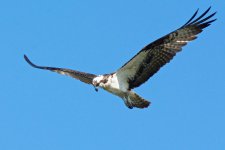 OspreyCatch 042.jpg