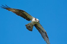 OspreyCatch 044.jpg
