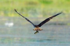 OspreyCatch 045.jpg