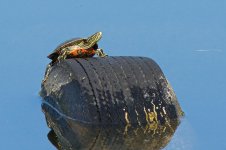 TireTurtle 041.jpg