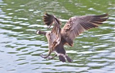 DSC_4852.jpg