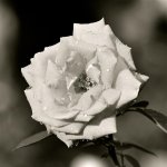 DSC_4231.jpg