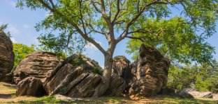 Rocktree.jpg