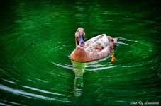 Duck eddy LOL.jpg