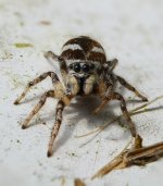 Salticus scenicus 4.jpg