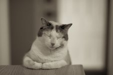 Chouchoune's tired.jpg