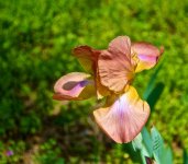 multicolored Iris.jpg