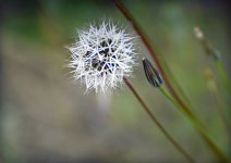 sm_flower2.jpg