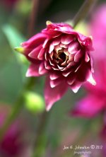 16-shamrock flower.jpg