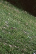 rabbit.JPG