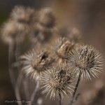 DSC_2302.jpg