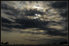 Crows in the Sun-25.jpg