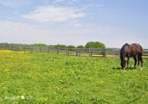 18-Horse field.jpg